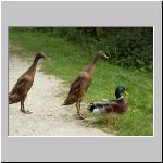 Anas platyrhynchos - Laufente 05.jpg